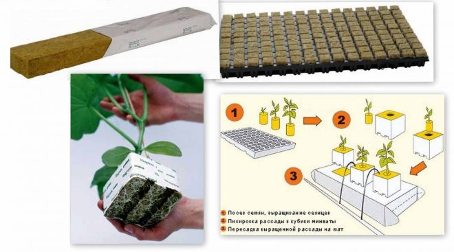 Как подготовить семена для гидропоники марихуана держится в крови